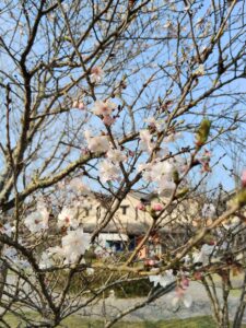 出石城城址公園前の桜