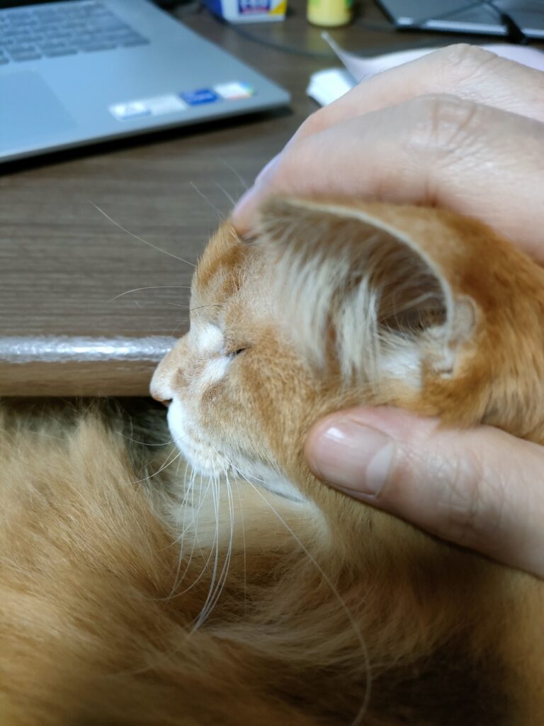 えびぞーをなでる